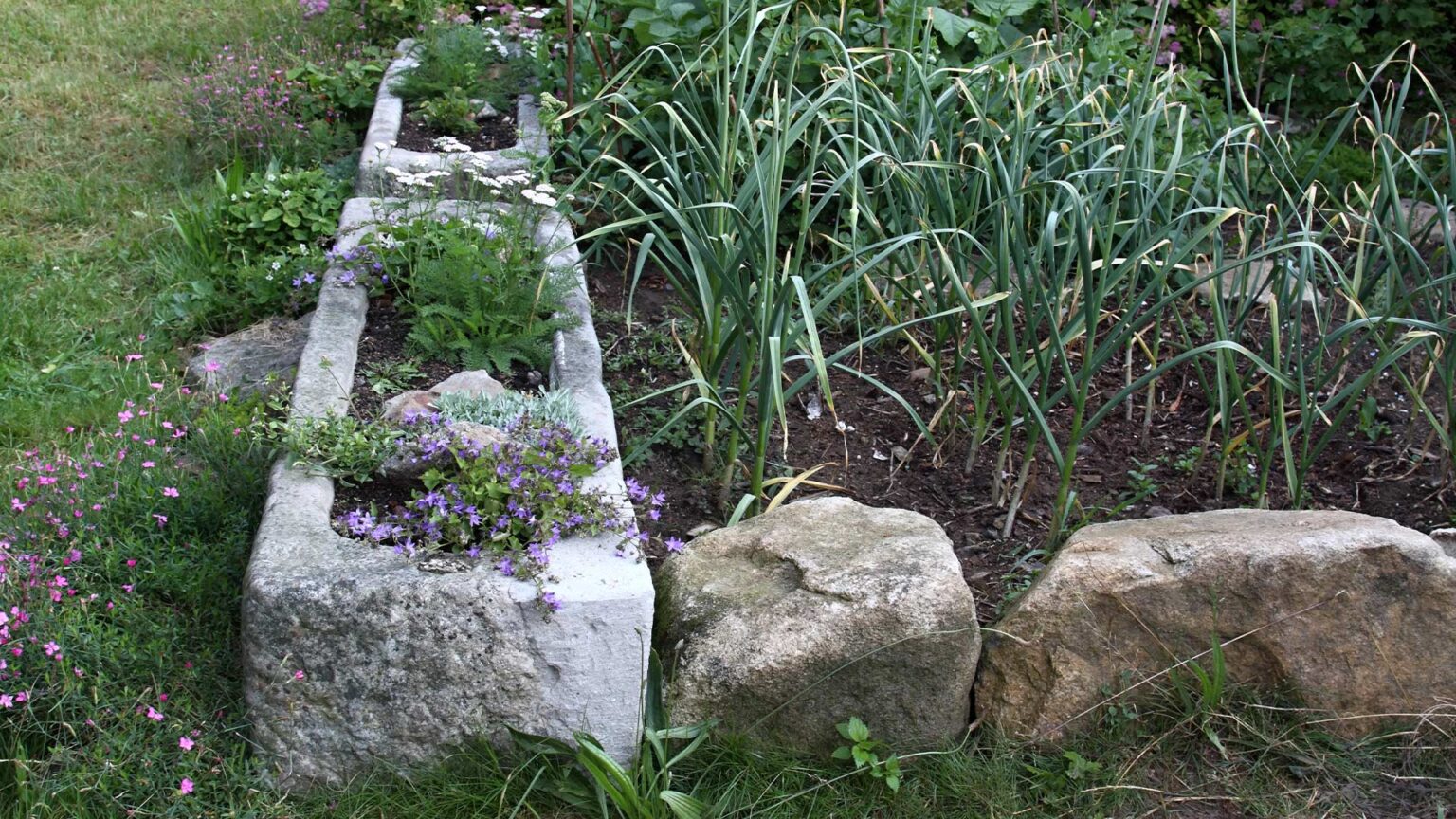 Large weathered sandstone edging stones used in conjunction with concrete troughs to retain this vegetable patch bed.