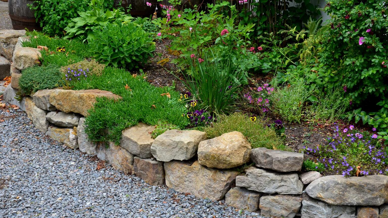 An unbound dry stone ankle wall retaining a low raised bed. Notice how the planting intersects the wall to create a less formal, more natural appearance.