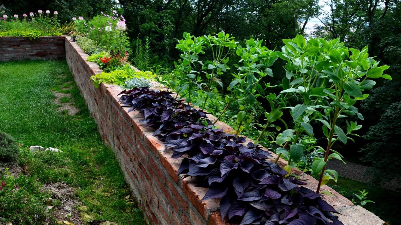 A raised bed on top of this higher retaining wall is used to contain the upper garden terrace.