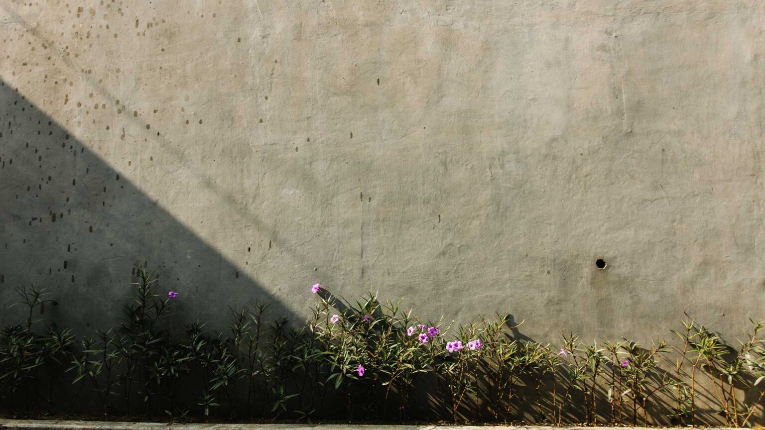 This large flat rendered concrete wall presents a simple unfettled modernist canvas against plants & vegetation are contrasted.