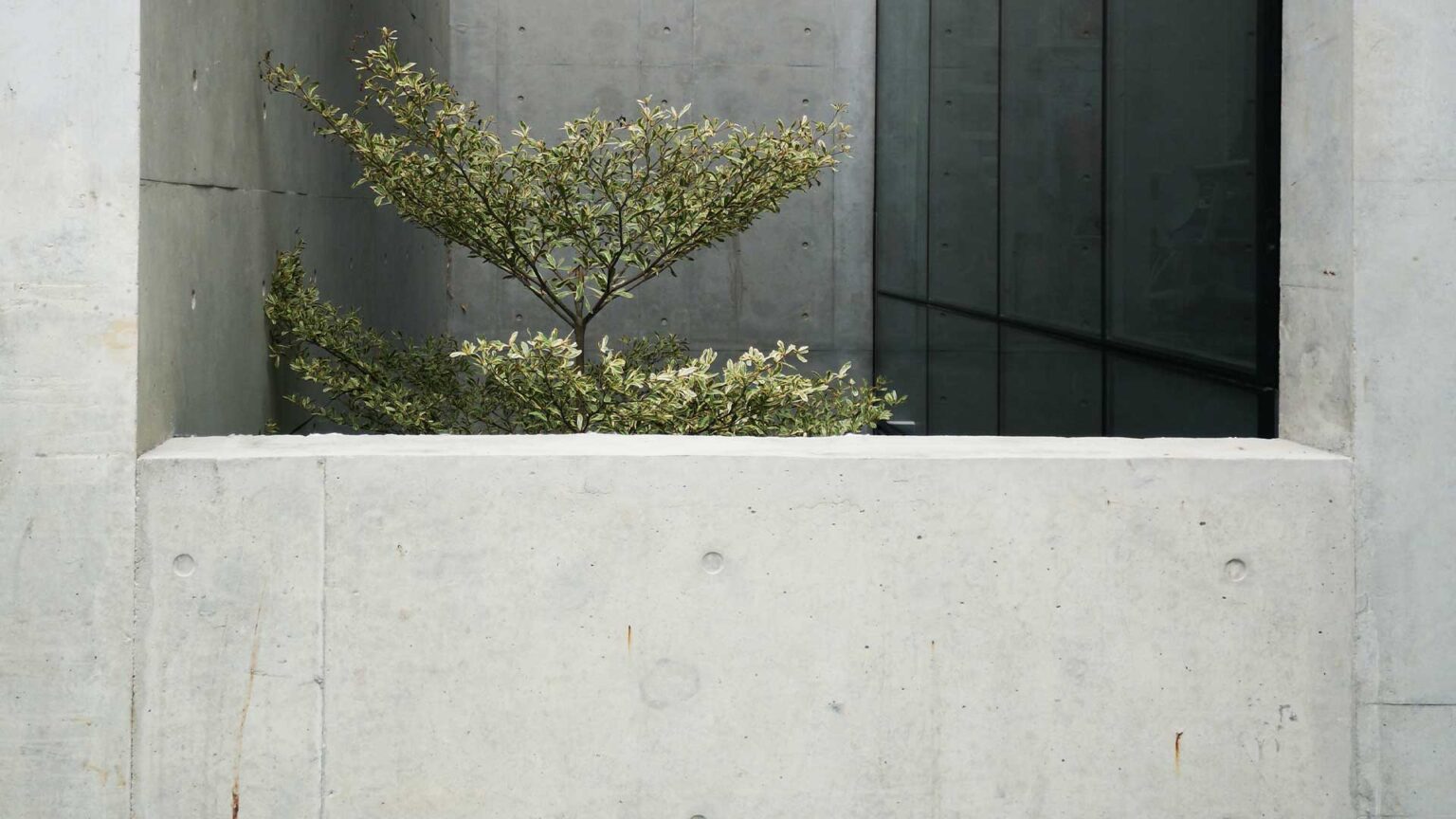 This smooth textured poured concrete retaining wall adds a modern, industrial feel to the garden, contrasting beautifully with the surrounding plants.