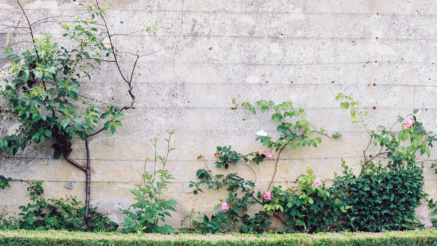 A large flat concrete wall with climbing plants offer a simple, unpretentious modernist backdrop to the garden.