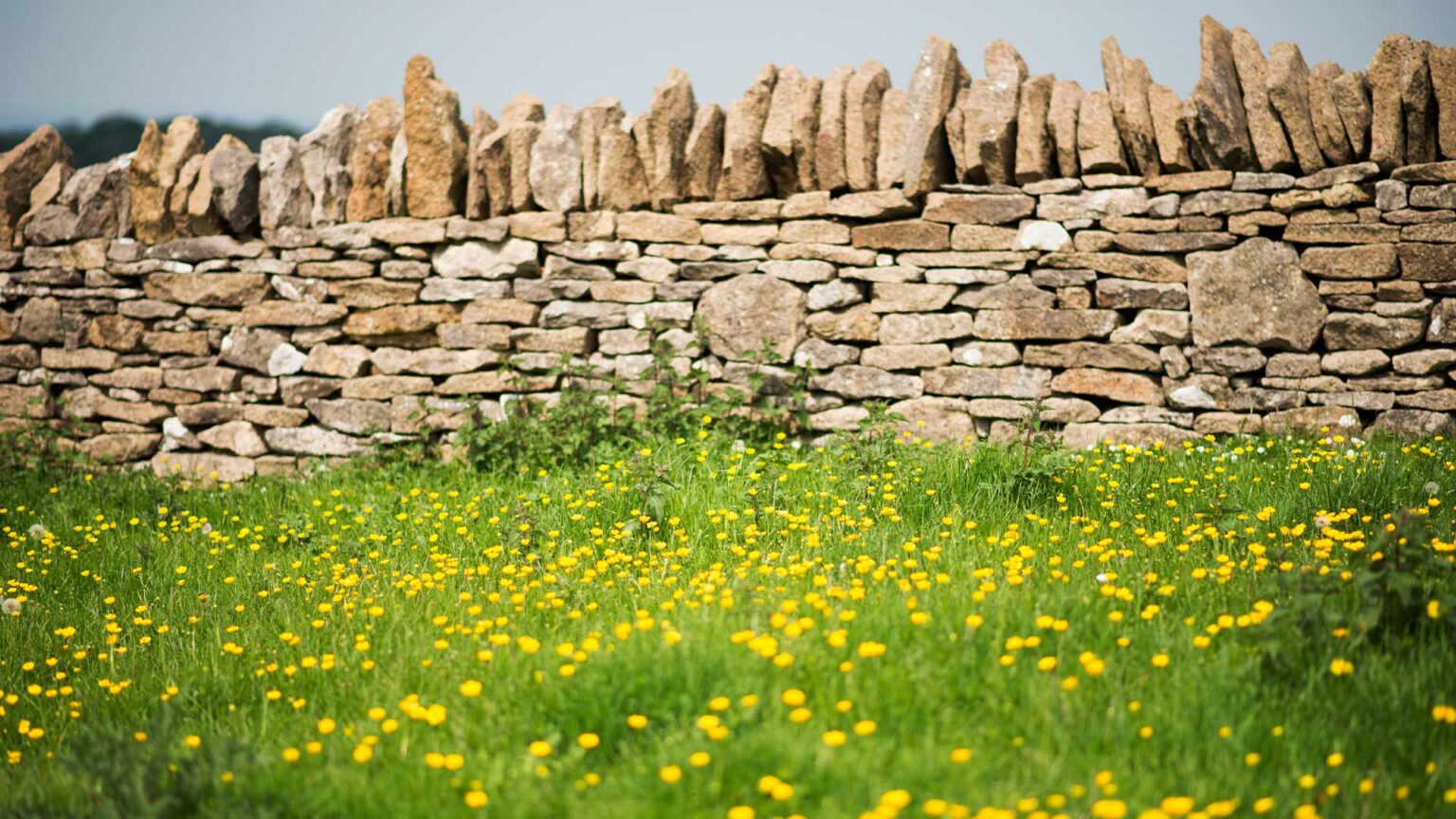 A tradtional cock-and-hen coping on this Cotswold limestone wall.