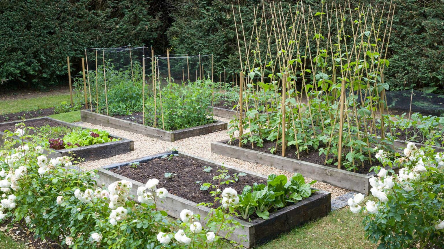 A vegetable patch with raised timber sleeper planting beds and shingle gravel pathways.