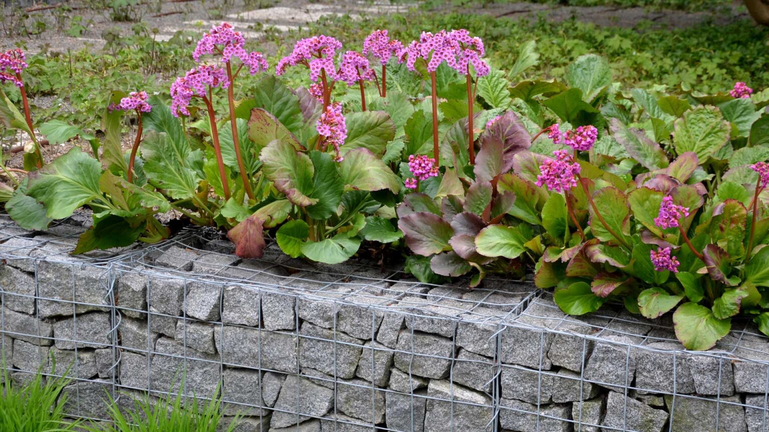 This gabion cage filled with grey granite setts is used to create a durable and robust raised bed.