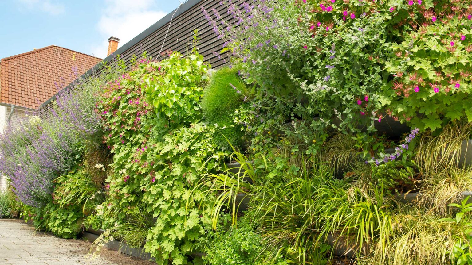 This living wall uses mounted aluminium troughs to provide bedding for the wide variety of lush vegetation.