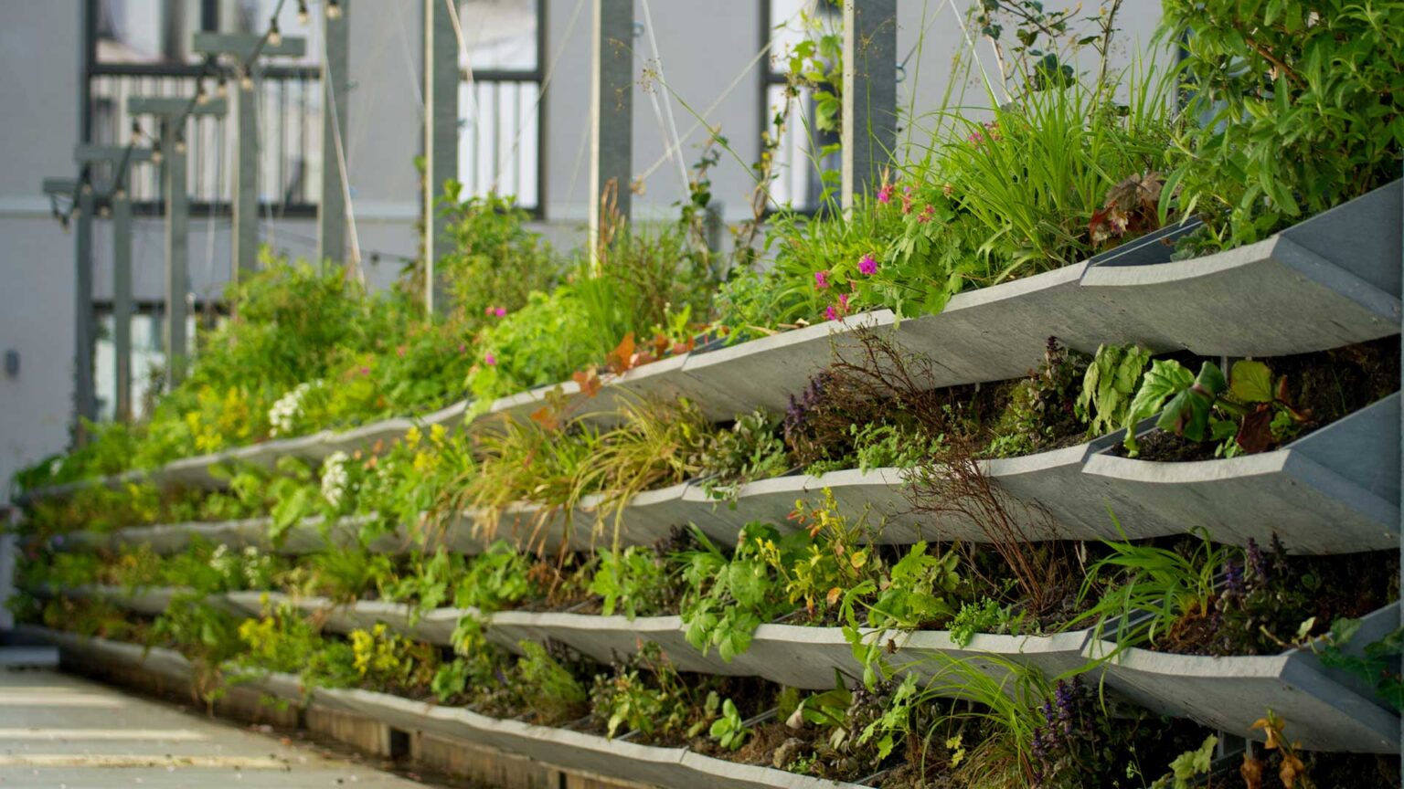 A purposed built living wall structure comprised of stacked aluminium troughs fixed to a framework.