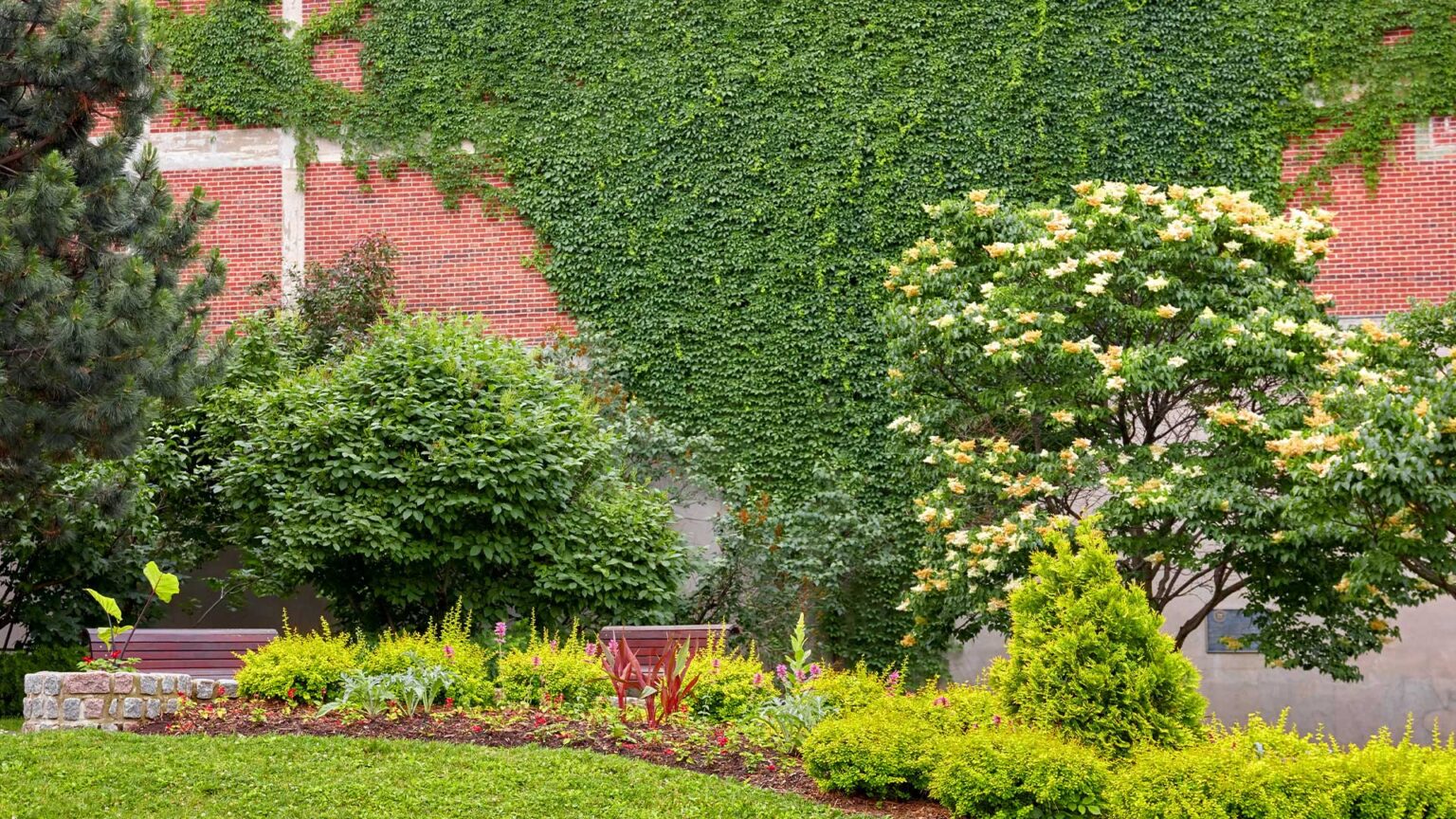 A huge growth of ivy on this large brickwork wall completely transforms its appearance.