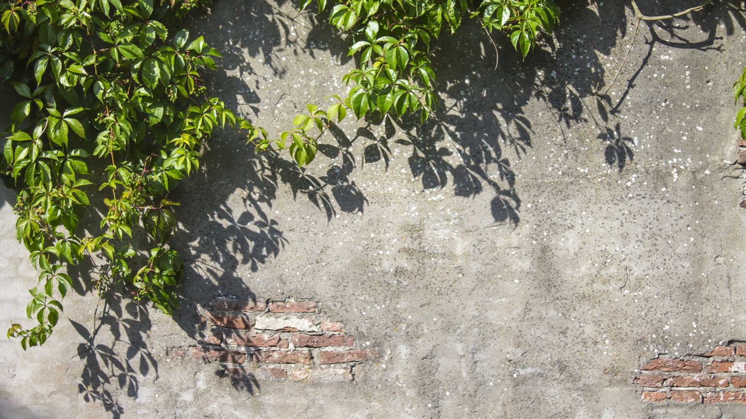 A plain rendered wall that has been left to acquire lichen and blackspot pattrerning creates a simple rustic charm.